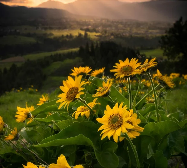 truma-therapy10 Field of vibrant yellow sunflowers blooming on a hillside with a scenic valley and mountains in the background at sunset