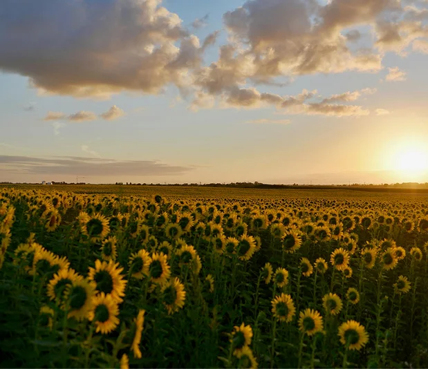 truma-therapy3 A vast field of sunflowers under a cloudy sky at sunset.