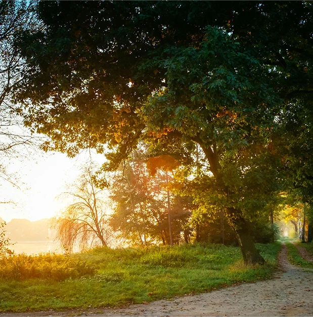 truma-therapy9 Sunlight streaming through trees onto a dirt path next to a body of water.